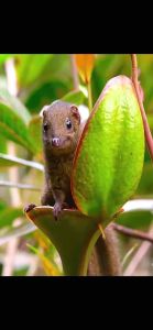 ต้นหม้อข้าวหม้อแกงลิง 2ต้น/กระถาง 6 นิ้ว (ต้นใหญ่ เอาไปลงกระถาง 8 นิ้วก็ได้) ราคาพิเศษจากฟาร์มหม้อข้าว