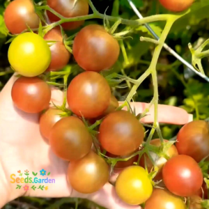 10 BUTIR BIJI/BENIH TANAMAN TOMAT CHERRY COKLAT