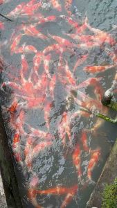 TOP PREMIUM GRADE 15” sizes ( JAPAN BLOODLINE ) 3pcs RM1440 + shipping RM150 ( 3 XL BOX ) - RANDOM PICKS BY SIFU FARMER