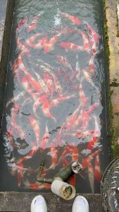 TOP PREMIUM GRADE 15” sizes ( JAPAN BLOODLINE )  5pcs RM2150 + shipping RM100 ( 3 XL BOX ) - RANDOM PICKS BY SIFU FARMER