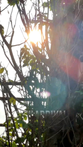 (MOTIF TERBARU) SARUNG BATIK PRIA DEWASA MOTIF AMORI TERLARIS