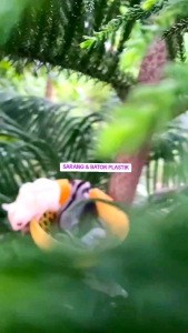 SARANG & BATOK PLASTIK SIZE JUMBO《PICTURE2》