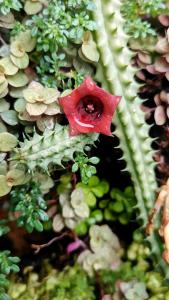 soft thorn cactus with beautiful red flowers blooming throughout the year