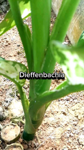 Hasilbumiku - Tanaman Hias Hidup Aglonema Dieffenbachia Cantik Siap Tanam Premium