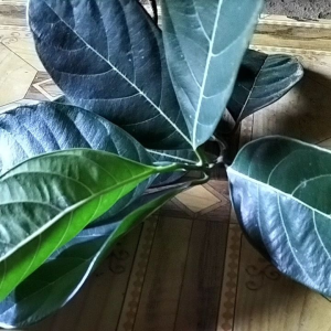 Daun Nangka: Manfaat dan Penggunaannya