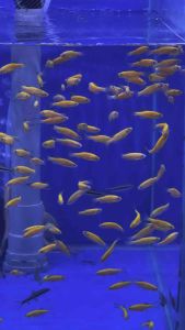 Diano Zebra Red / Diano Zebra Yellow