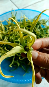 Kembang Kenanga 100 Gram: Manfaat Kesehatan dan Cara Penggunaan