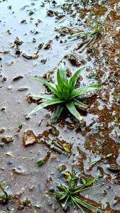 eriocaulon parkeri tanaman aquscape per satu rizon yah kaka