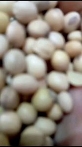 Tauco Cap SR khas Pemalang