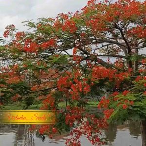 [Virladia Seeds] Biji Benih tanaman Pohon Flamboyan Merah