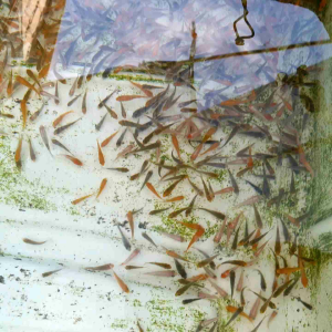 pakan hidup untuk predator 3cm isi 100