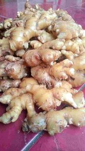 Jahe Emprit Segar Bugar Kemasan 500 Gram Alternatif Rebusan Penghangat Badan Alami Siap Kirim