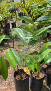 ต้นทุเรียนหมอนทอง ถุงเล็ก #7