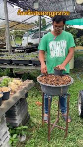 ชวนชม ก๊อตจิผสมมงกุฎมรกรต กระถาง6นิ้ว (ถอนส่ง)