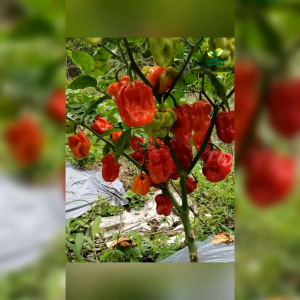 3 BIJI BENIH CABE RED CAROLINA REAPER PEPPER