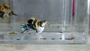 Red Head Balloon Molly Fish(Female) 红头短身气球茉莉鱼(母)❗️(Not random fish)❗️Fish same as order❗️39