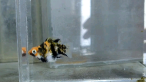Red Head Balloon Molly Fish(Female) 红头短身气球茉莉鱼(母)❗️(Not random fish)❗️Fish same as order❗️39