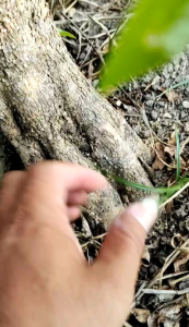 Program Akar Bonsai Sianci: Tumbuhan Indoor Untuk Pemula