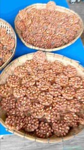 ถั่วทอดกรอบ วิทย์เฮงๆปังๆ