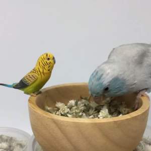 บานไม่รู้โรยป่าอบแห้ง สมุนไพรสำหรับนก บานไม่รู้โรยป่า ดอกบานไม่รู้โรยป่า อาหารนก