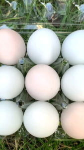 ของเล่นบีบ ไข่ไก่ สกุชชี่ เปลี่ยนสี สุ่มสี เมื่อโดนแดด สุดเท๋ 15 ฟองต่อแพ็ค