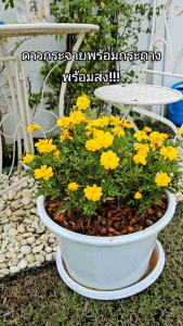 ดอกดาวกระจาย ดอกไม้จริง พร้อมกระถาง ต้นแข็งแรงพร้อมส่ง