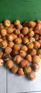 Biji Alpukat Kupas 50 Biji: Panduan Lengkap