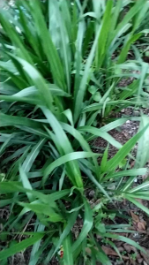 Bibit rumput odot super per 1 kg