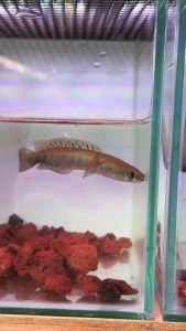 Channa Maru Red Madara Fish 3-4inchi (Pallet Trained)