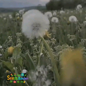 50 BUTIR BIJI/BENIH HERBA BUNGA YELLOW DANDELION