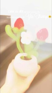 Chậu hoa len dâu tây ảnh shop tự quay chụp cam kết như hình