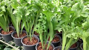 เฟิร์นเขากวาง ต้นเฟิร์นเขากวาง เฟิร์น ต้นเฟิร์น ไม้ในร่ม พืชตระกูลเฟิร์น ใบเฟิร์น เขากวาง ขนาดกระถาง 6 นิ้ว