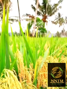 Benih Padi Unggul GOGO Kualitas Super Kemasan 5 KG