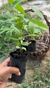 ต้นพันธุ์หมากผิผ่วน/ลูกนมควาย พร้อมปลูกในถุงดำ