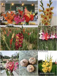 หัวดอกแกลดิโอลัส คละสี ชุด20หัว 3แถม1