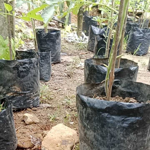 Tanaman Tomat Berbunga: Panduan Lengkap