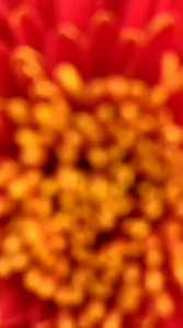 PUPUK BUNGA KRISAN / pupuk bunga biar cepat berbunga / pupuk penyubur bunga / pupuk bunga dan tanama