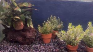 { "แพนทานอล พร้อมกระถาง": "แพนทานอล ^ ดิบ ^ ( พร้อมกระถาง)" }