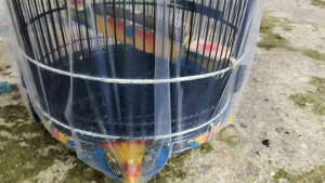 SANGKAR BURUNG MAHKOTA MERAK PIBER MOTIF SEMAR KANDANG PERKUTUT MURAH BERKUALITAS SEINDONESIA