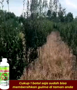 Kill Grass Herbisida Biologis - Pembasmi Gulma Tanpa Merusak Tanaman Secara Efektif Efisien 250ML
