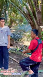 Egrek King Pro IMJ Thailand Bonus Taji: Kualitas Tinggi & Perawatan Kebersihan