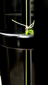 wind chimes a blend of javanese and Balinese {8Laras pipa 20mm almunium}.Lonceng angin merdu. Lonceng angin terenak