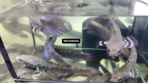 Channa blue pulchra 2.5 INCI