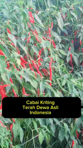 Bibit Cabai super unggul