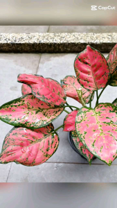 Pokok Hiasan Aglaonema Family / Pokok Keladi (Indoor Plant)