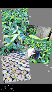 ต้นมะริดไทย🌳 ขนาด 20 ซ.ม. ขึ้นไป