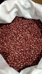 ถั่วลิสงดิบ เมล็ดแดง สำหรับทาน หรือปลูกได้   ขนาด  1000 กรัม