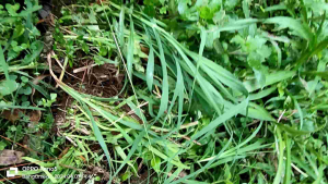 Benih odot sudah bertunas siap tanam