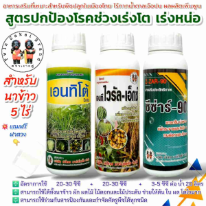 ตราเงาะคู่ เอนทิโต้ ไวรัลเอ็กซ์ ซีซ่าร์90 (ชุด 3 ขวด) ฮอร์โมนข้าวเล็ก เร่งต้น เร่งโต