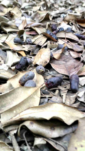 biji cengkeh zanzibar 1kg 80.000